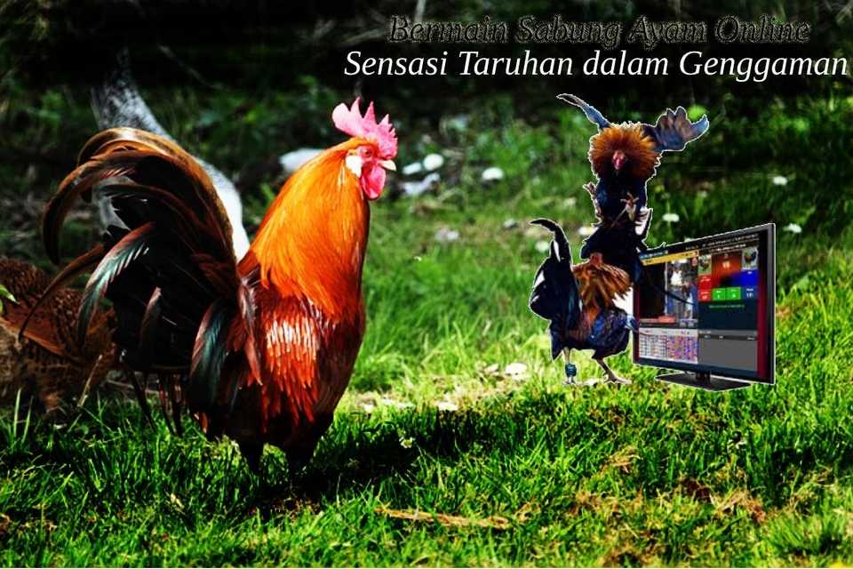 Bermain Sabung Ayam Online: Sensasi Taruhan dalam Genggaman