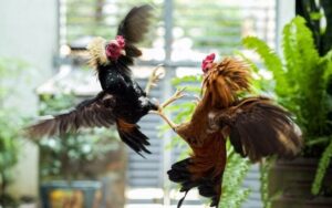 Teknik Pelatihan Dasar untuk Ayam Bangkok